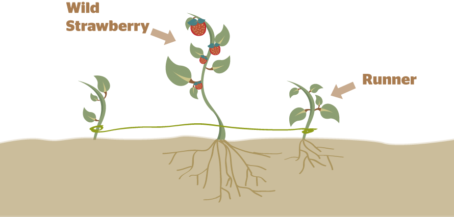 Reproduction in Plants | Science Class 5