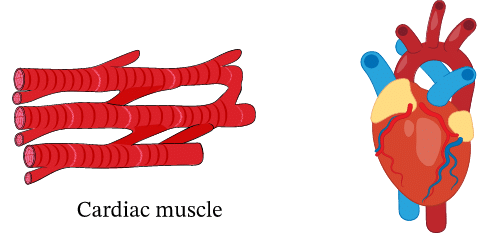 Muscles & Types of Muscles | Science Class 5