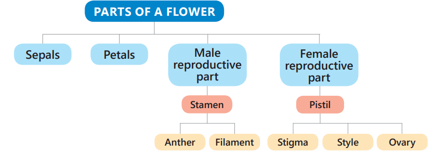 Reproduction in Plants | Science Class 5