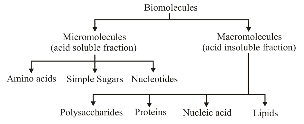 Biomolecules & Its Types | Biology Class 11 - NEET