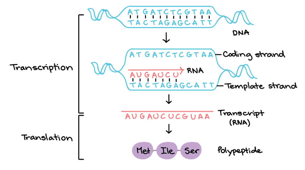 Molecular Basis of Inheritance Chapter Notes | Biology Class 12 - NEET