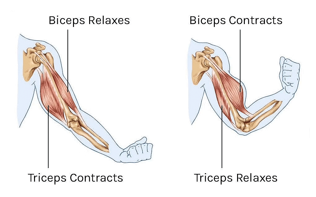 Muscles & Types of Muscles | Science Class 5
