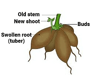 Reproduction in Plants | Science Class 5