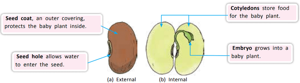 How does a Plant Grow from the Seed? | Science Class 5