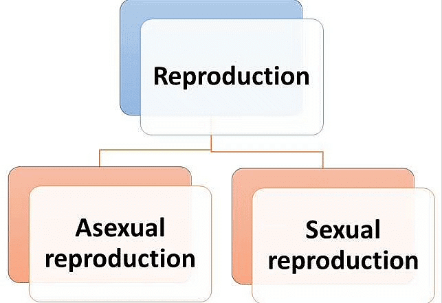 Reproduction in Plants | Science Class 5