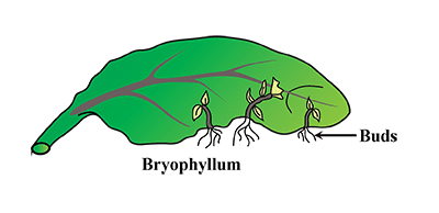 Reproduction in Plants | Science Class 5