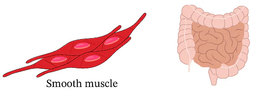 Muscles & Types of Muscles | Science Class 5