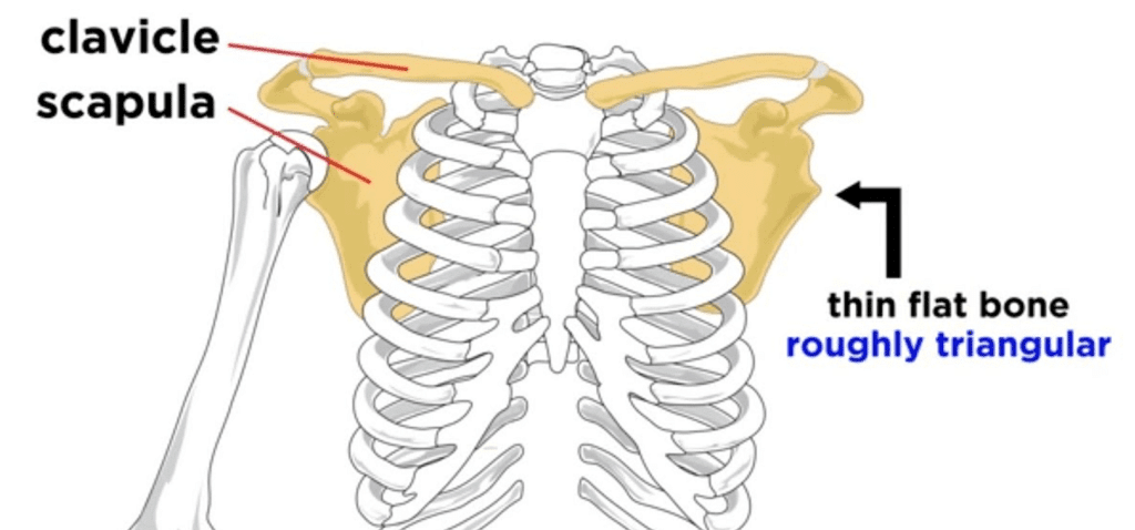 The Skeletal System | Science Class 5