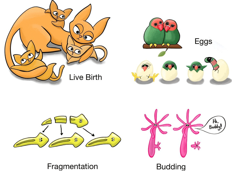 Movement in Animals | Science Class 5