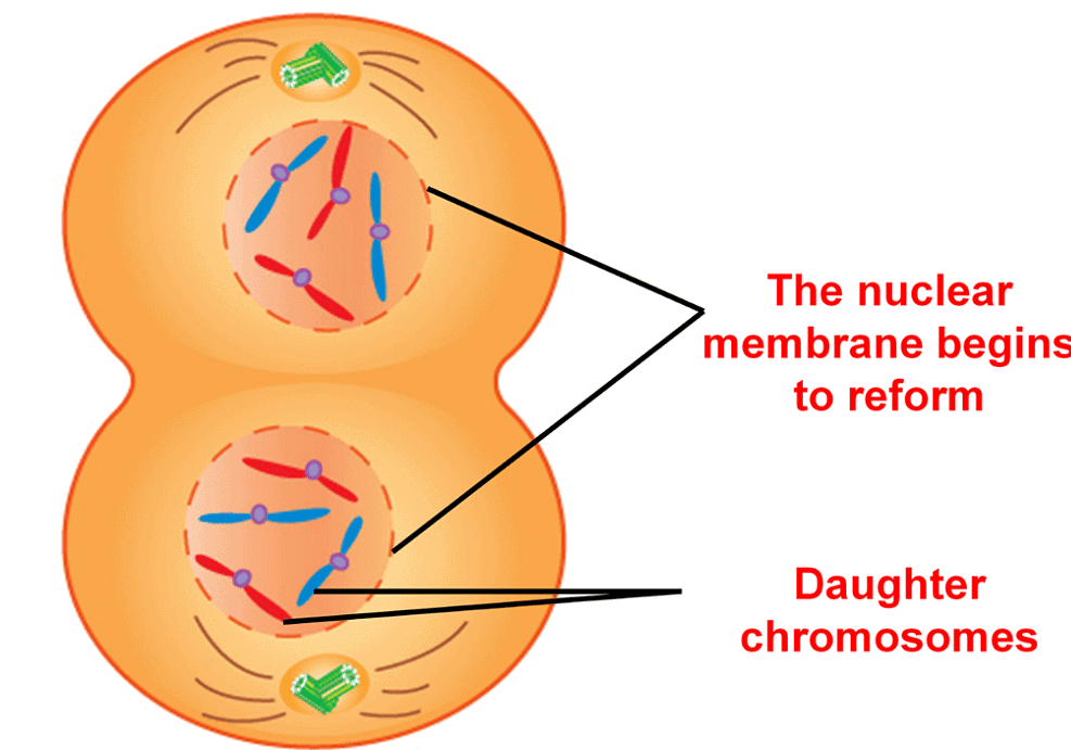 Telophase