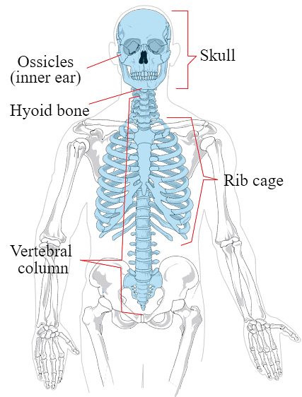 The Skeletal System | Science Class 5