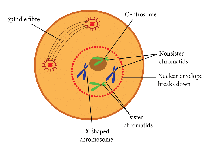 Prophase