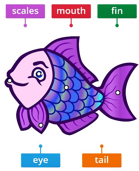 Movement in Animals | Science Class 5