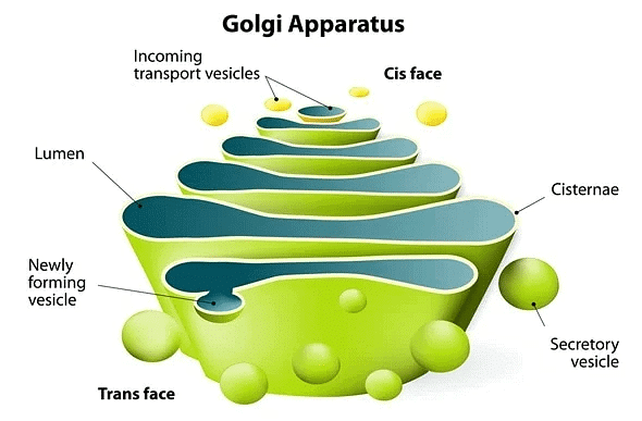 Cell - The Unit of Life Class 11 Notes Biology Chapter 8