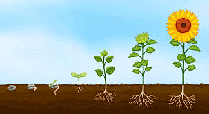 How does a Plant Grow from the Seed? | Science Class 5