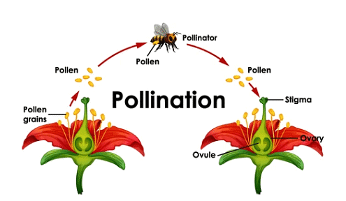 Reproduction in Plants | Science Class 5