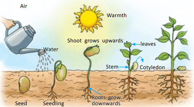 How does a Plant Grow from the Seed? | Science Class 5