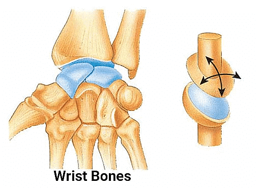 The Joints | Science Olympiad for Class 5