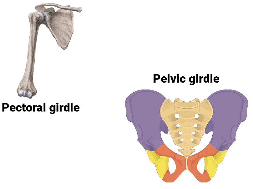 The Skeletal System | Science Class 5