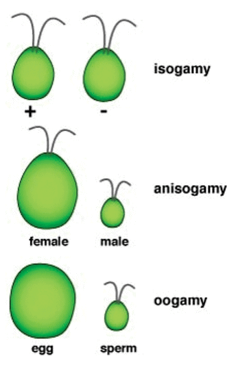 Sexual Reproduction | Biology for Grade 12