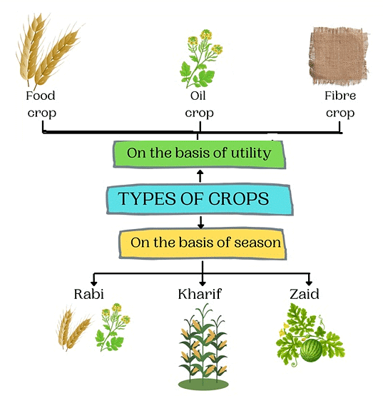 Crops & their Safety | Advance Learner Course: Science Class 4