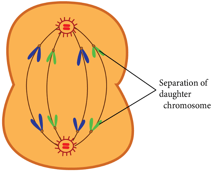 Anaphase