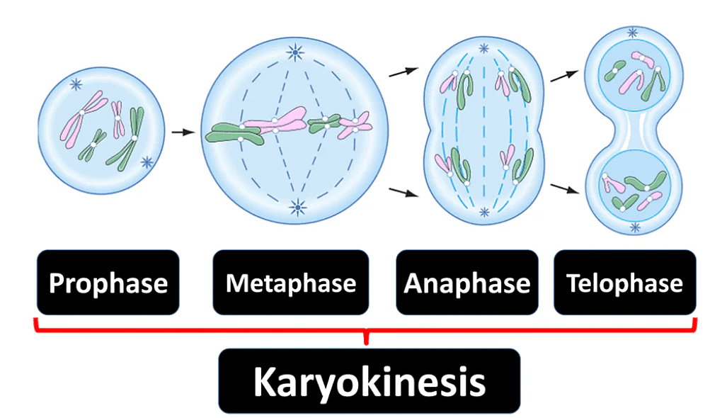 Cell Cycle & Mitosis | Biology Class 11 - NEET