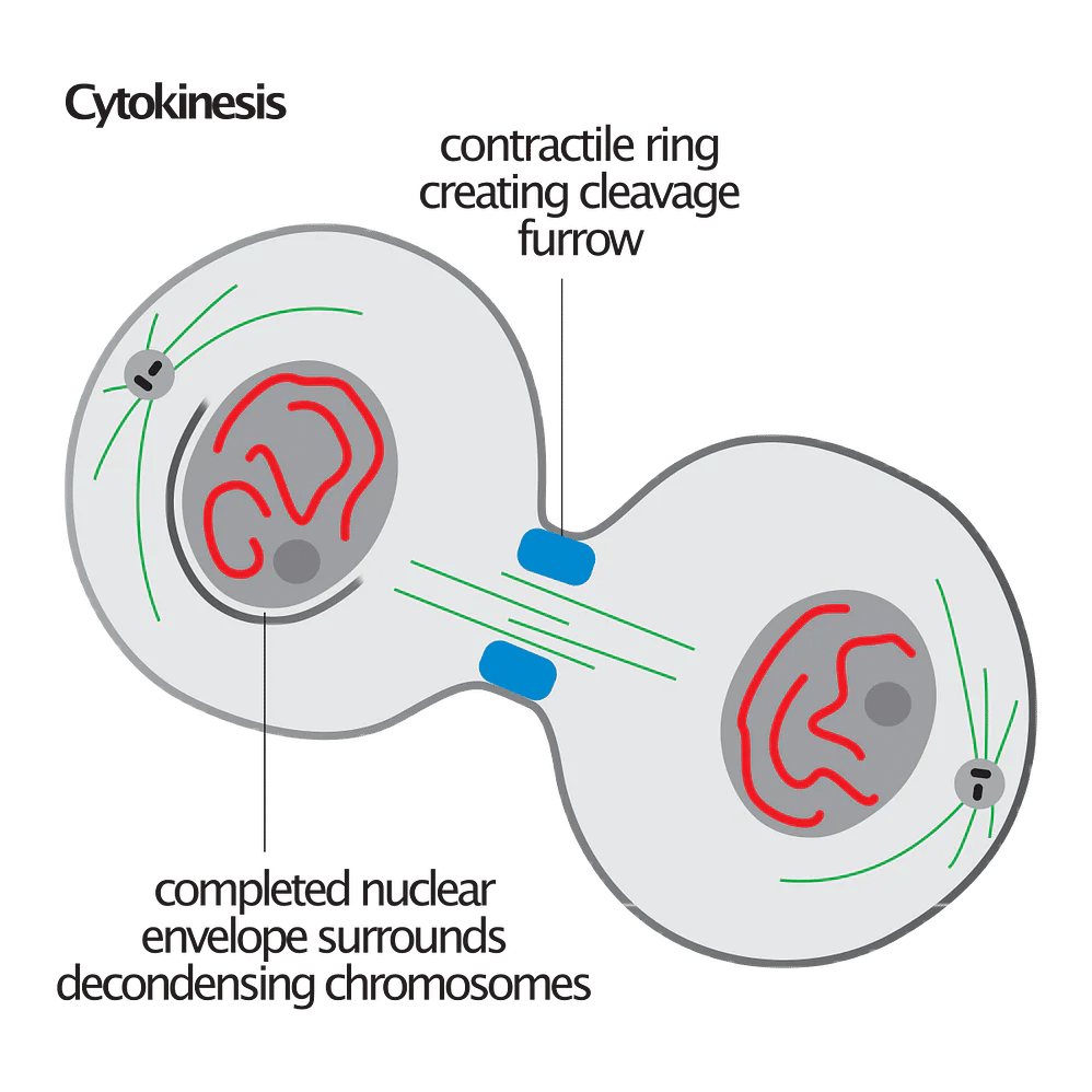 Cell Cycle & Mitosis | Biology Class 11 - NEET