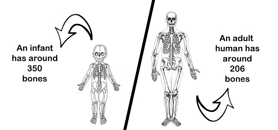 The Skeletal System | Science Class 5