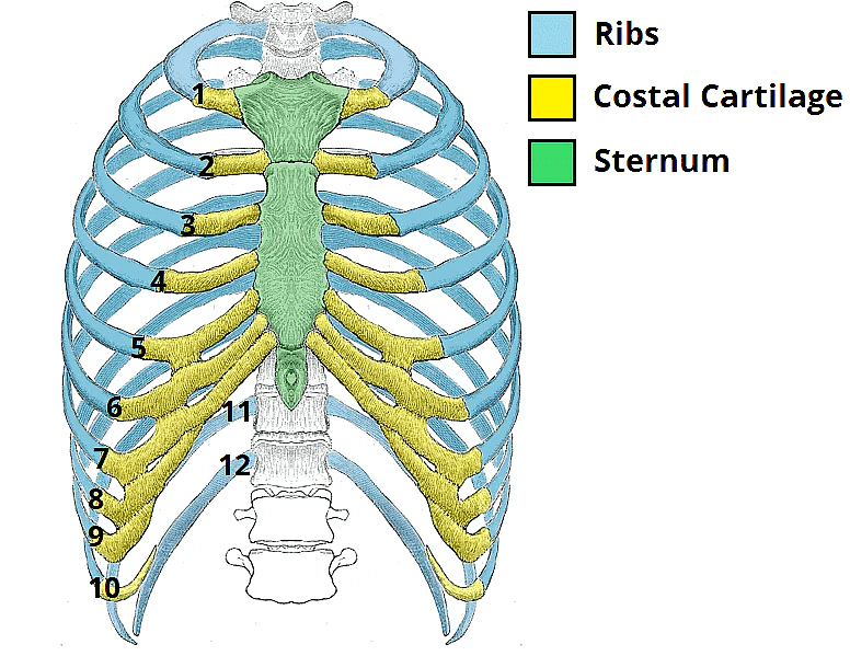 The Skeletal System | Science Class 5
