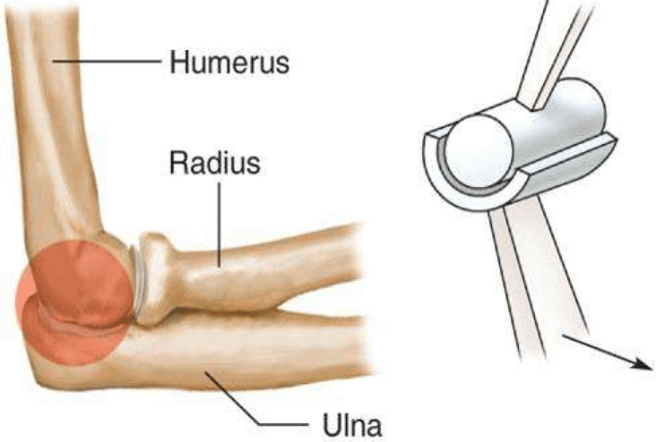 The Joints | Science Olympiad for Class 5
