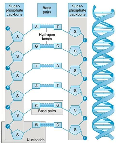 Forensic DNA Profiling - 1 Chapter Notes | Forensic Medicine and Toxicology (FMT) - NEET PG