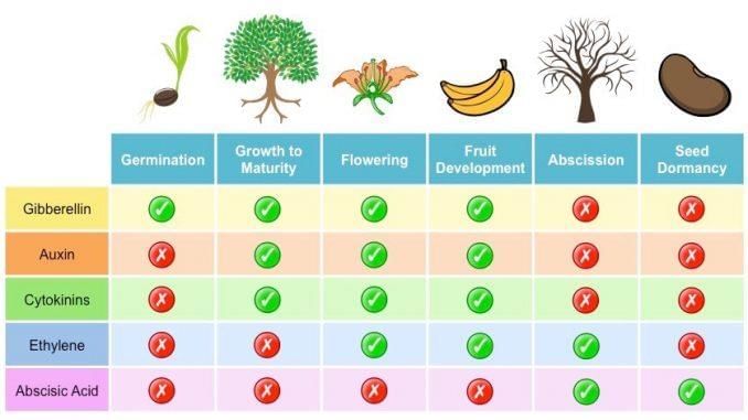 Mnemonics: Plant Growth & Development | Biology Class 11 - NEET