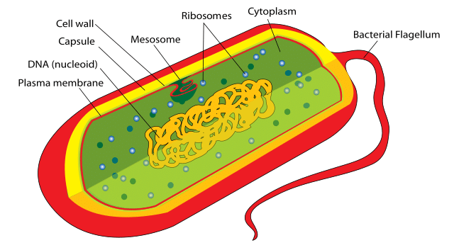 File:Prokaryote cell diagram.svg - Wikipedia