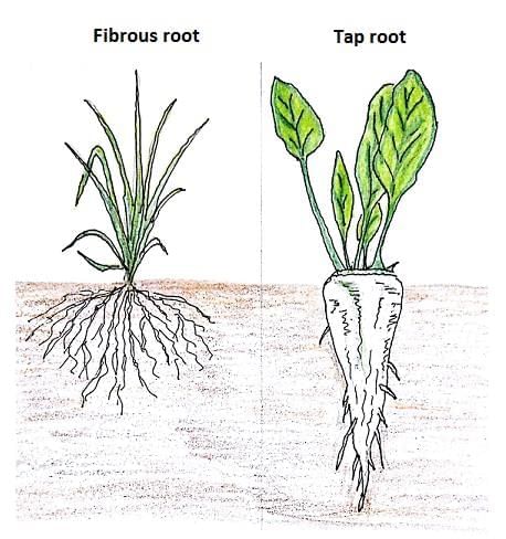 Plants in the Surroundings Chapter Notes | Science Class 3 ICSE