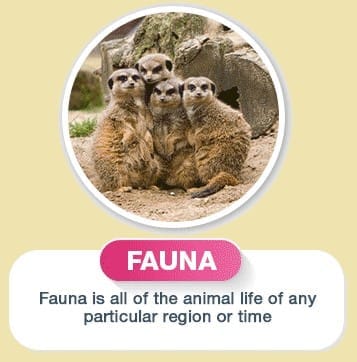 Indian Fauna: A Bounty of Wildlife