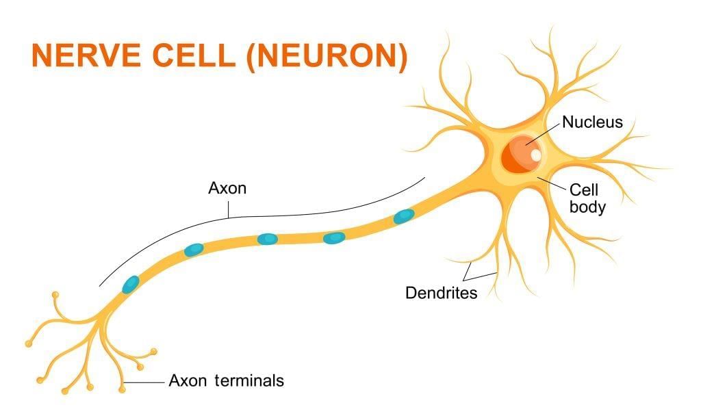 Unit Test (Solutions): The Invisible Living World: Beyond Our Naked Eye | Science Curiosity Class 8 -  New NCERT