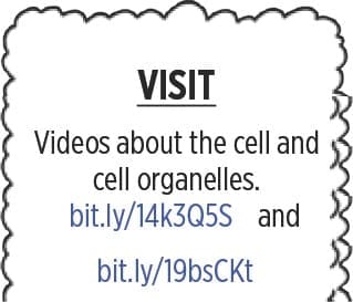 Cytoplasm