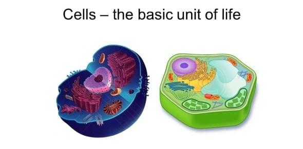 The Invisible Living World: Beyond Our Naked Eye Chapter Notes | Science Curiosity Class 8 - New NCERT