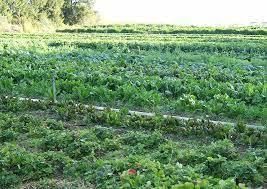 Agriculture - 1 Class 4 Worksheet SST