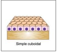 Tissue Notes.... - Class 9