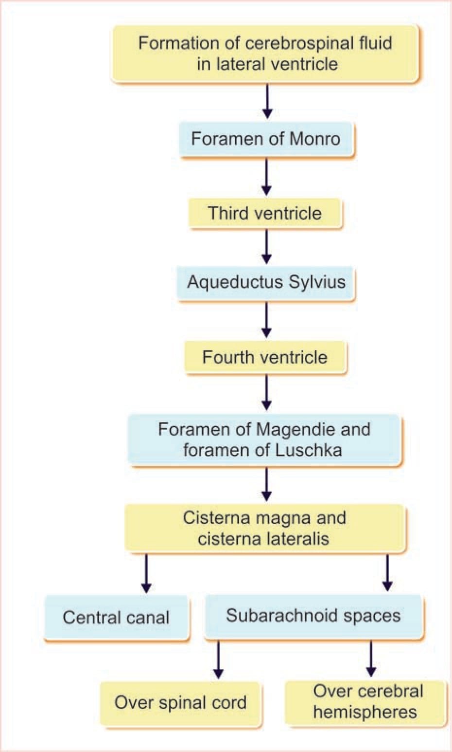 Cerebrospinal Fluid (CSF) Chapter Notes - Human Anatomy and Physiology