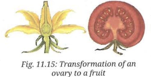 11.2.5 Fertilisation and Seed Formation