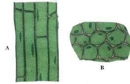 Plant and Animal Tissues Chapter Notes | Biology Class 7 ICSE