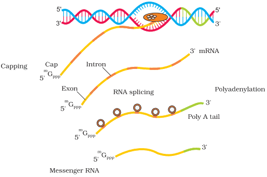 NEET Previous Year Questions(2016-25): Molecular Basis of Inheritance | Biology Class 12
