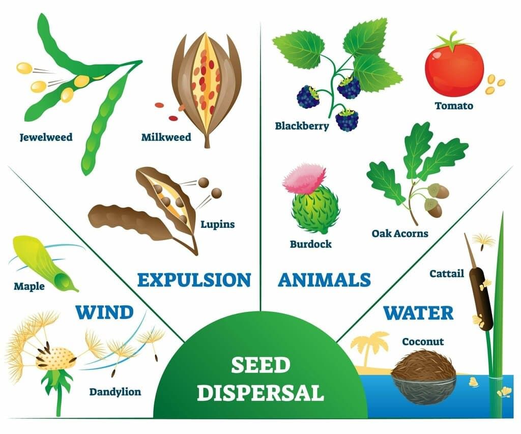 Plant Reproduction Chapter Notes | Science Class 5 ICSE