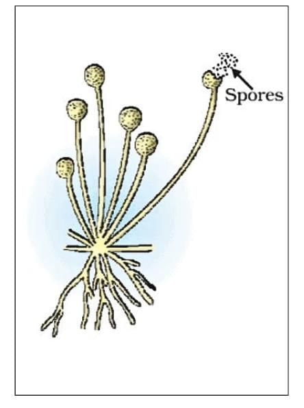 Important Diagrams: How do Organisms Reproduce? | Science Class 10