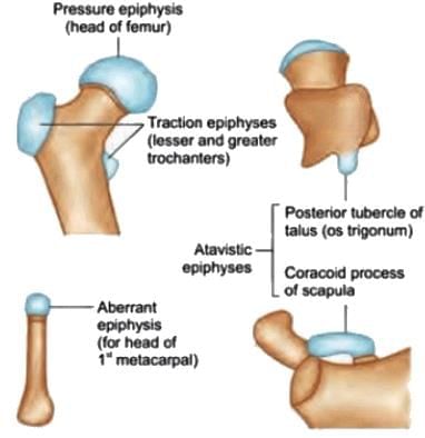 General Anatomy Chapter Notes | Anatomy - NEET PG