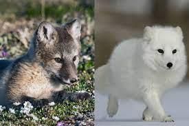 Class 4 Science - Adaptation in Animals - CBSE Worksheets Solutions - 1