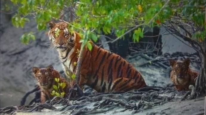 Sundarbans Set to Become India`s Second-Largest Tiger Reserve